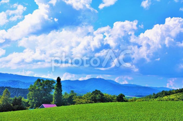 北海道　美瑛　丘の風景 北海道,夏,美瑛町の写真素材