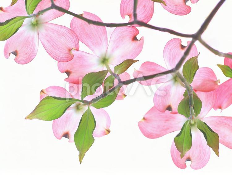ハナミズキ　花水木　ピンクの花 花水木,ハナミズキ,はなみずきの写真素材