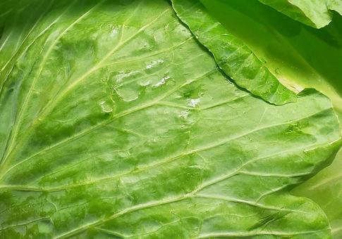 キャベツ　拡大 キャベツ,野菜,葉物の写真素材