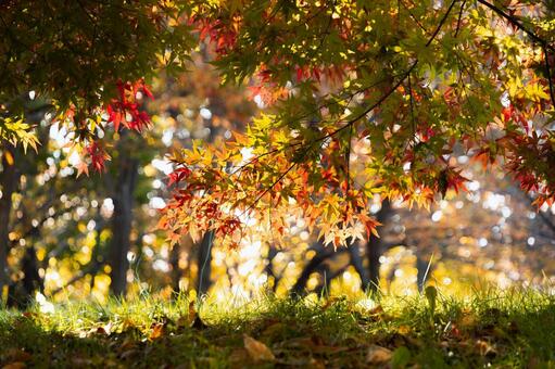 木漏れ日に浮かぶモミジの枝と草地 紅葉,モミジ,カエデの写真素材