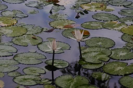 花 花,蓮,庭園の写真素材