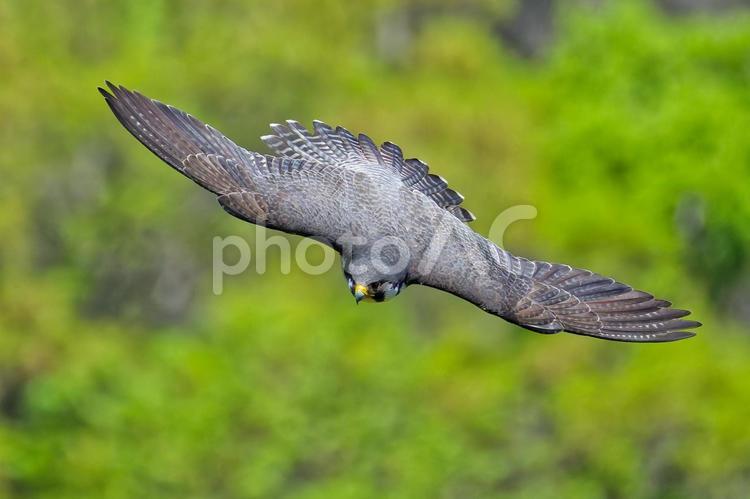 尾羽を広げて下降していくハヤブサ はやぶさ,ハヤブサ,隼の写真素材