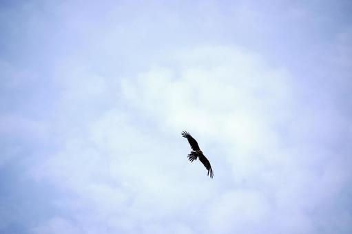 空を舞う雄大な鳥 空を舞う雄大な鳥の写真