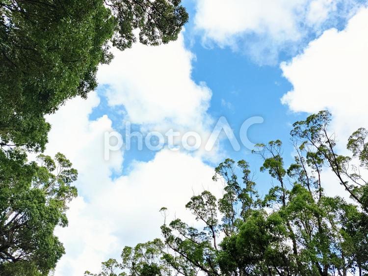 夏の空と木々 空,青空,夏の写真素材
