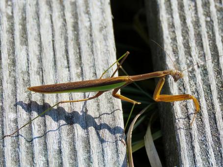木材の上を歩く茶色のカマキリ 木材の上を歩く茶色のカマキリ カマキリ,昆虫,生物の写真素材