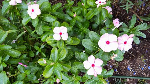 雨上がり　可愛い花 flower,うすピンク,葉の写真素材