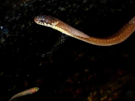メダカを食べに来たヒバカリ メダカを食べに来たヒバカリの写真