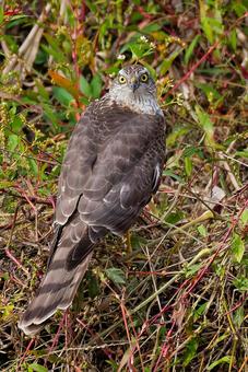 こちらを見るハイタカ幼鳥、縦位置 ハイタカ,灰鷹,鷂の写真素材