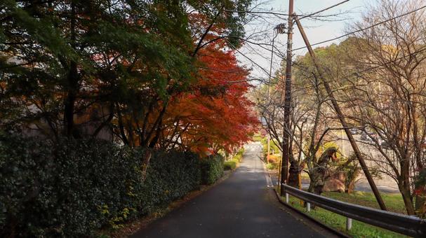 佐白山麓公園入口の道路 佐白山麓公園入口の道路 日動美術館,佐白山麓公園,紅葉の写真素材