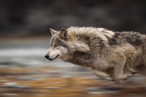 凍てつく森の力強い狼の写真