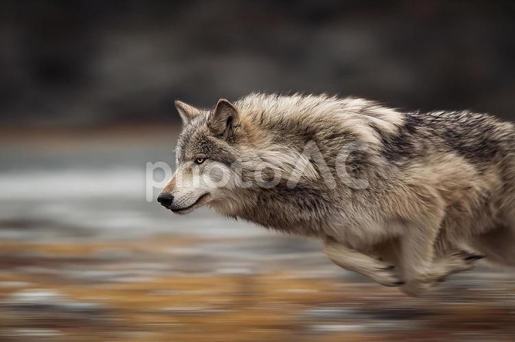 凍てつく森の力強い狼 オオカミ,狼,走るの写真素材