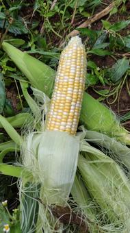 家庭菜園のとうもろこし 家庭菜園,野菜,畑の写真素材