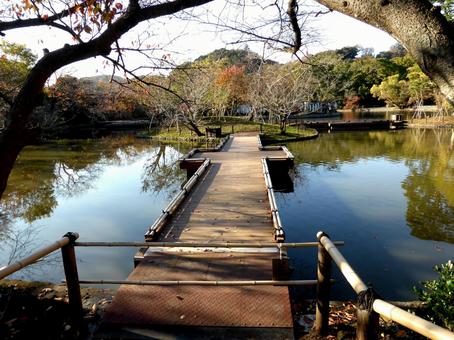 秋が深まる鶴岡八幡宮・源氏池の渡橋 秋が深まる鶴岡八幡宮・源氏池の渡橋 橋,池,渡るの写真素材