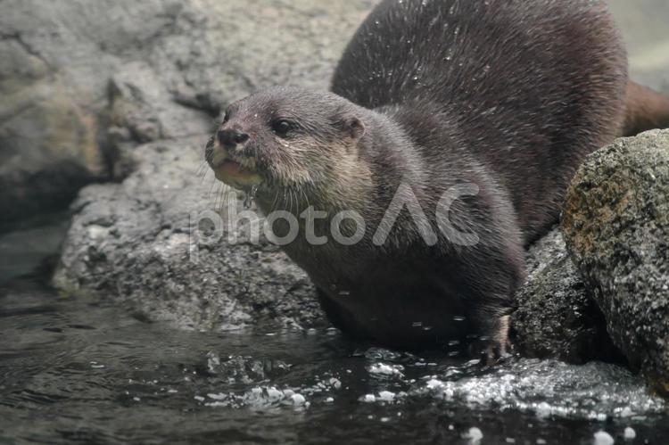 水辺のコツメカワウソ② カワウソ,コツメカワウソ,動物の写真素材