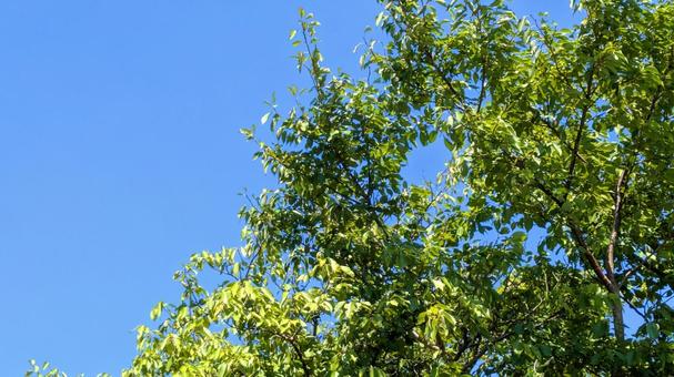 青空と緑の木々-27 青空と緑の木々-27の写真