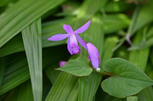 紫蘭の花 紫蘭の花 紫蘭,シラン,花の写真素材