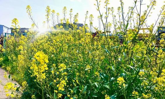 菜の花と煌めく太陽の風景の写真