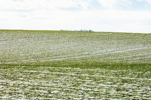 初雪が積もった畑 初雪が積もった畑 丘,北海道,牧草地の写真素材