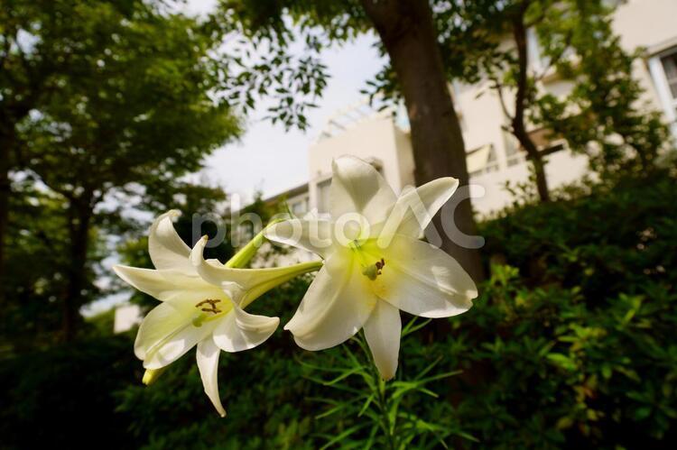 下から見上げるユリの花 花,百合,クローズアップの写真素材