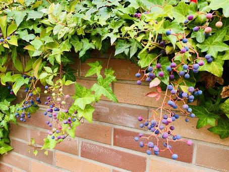 可愛らしい実 実,可愛らしい,秋景色の写真素材