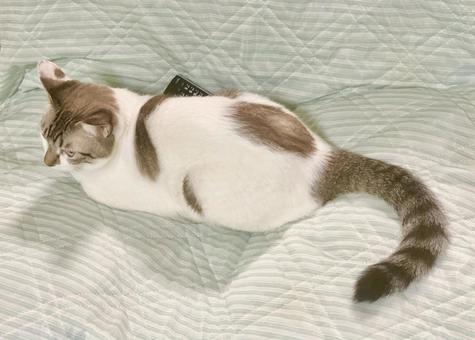 ソファでまどろむシャムトラ猫様 ソファでまどろむシャムトラ猫様 猫,シャムトラ,微睡むの写真素材