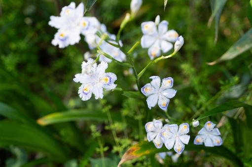 森に咲く白いシャガの花① 森に咲く白いシャガの花① シャガ,アヤメ科,白い花の写真素材
