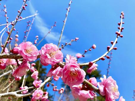 早春に咲くピンクの梅 梅,ウメ,花の写真素材