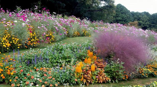 秋の花-333 秋の花-333 コスモス,ジニア,サルビアの写真素材