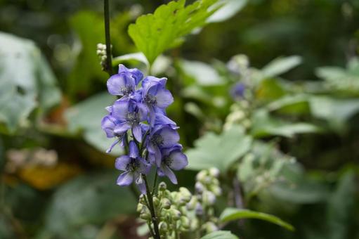 トリカブトの花 3 トリカブト,鳥兜,毒草の写真素材