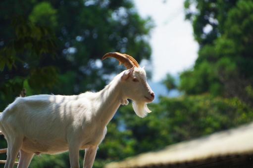 やぎ やぎ,１頭,目線の写真素材