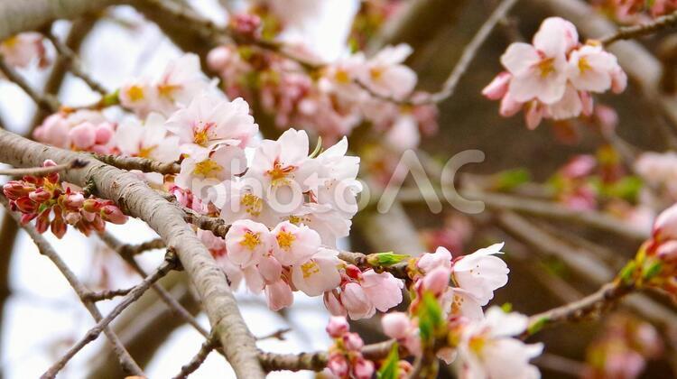 枝垂桜（シダレザクラ）の花のズームアップ - No: 34113942｜写真素材なら「写真AC」無料（フリー）ダウンロードOK