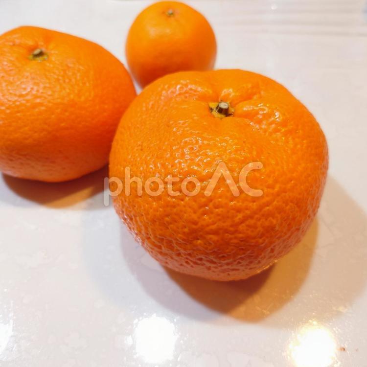 ミカンのぶつぶつした皮の表面 みかん,ポンカン,大小の写真素材