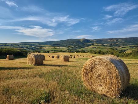 自然と農業の風景:穏やかな夏の日の牧草地 自然と農業の風景:穏やかな夏の日の牧草地の写真