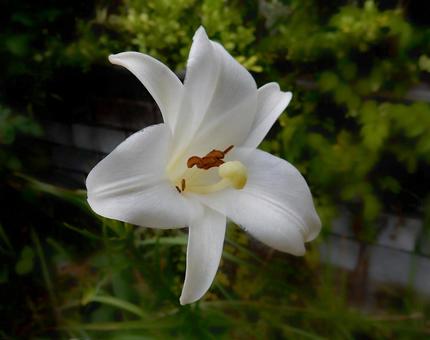 【花の写真】タカサゴユリ 【花の写真】タカサゴユリ タカサゴユリ,高砂百合,百合の写真素材