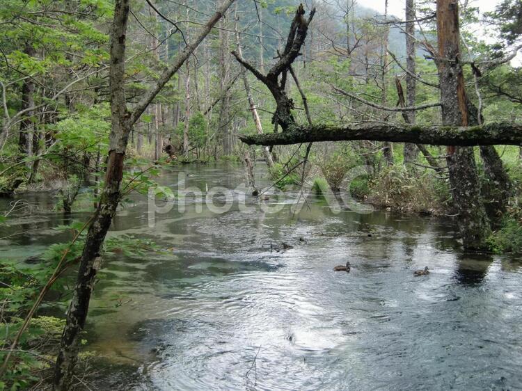 日本の風景 日本,上高地,清流の写真素材