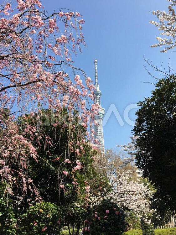 ツカイツリーと桜 何人もありません,木,花の写真素材