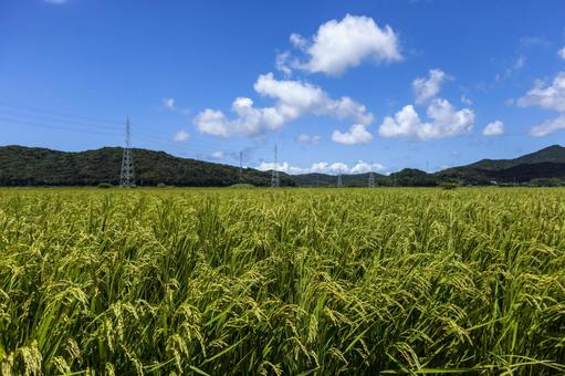水田4(田原市) 水田4(田原市) 田,稲作,水田の写真素材
