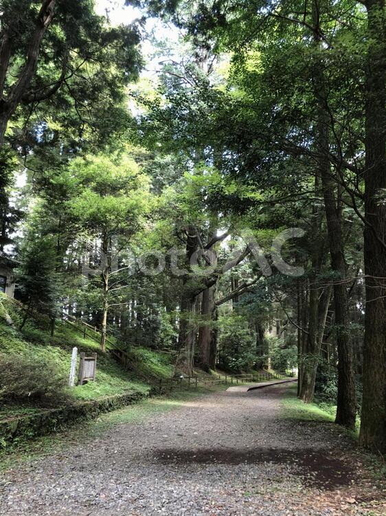 木漏れ日の小路 木,風景,道路の写真素材