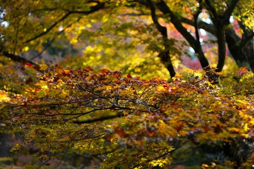 黄金色に輝く秋の彩り 京都,紅葉,秋の写真素材