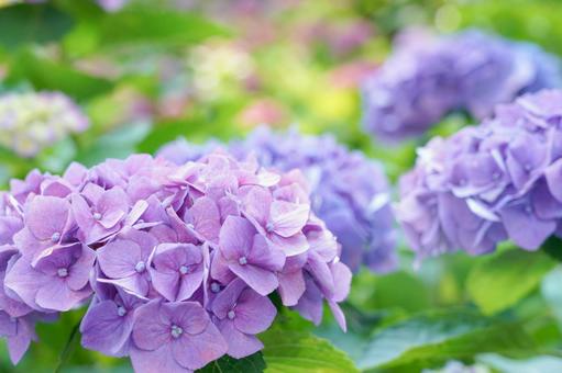 Hydrangea, JPG Hydrangea, JPG