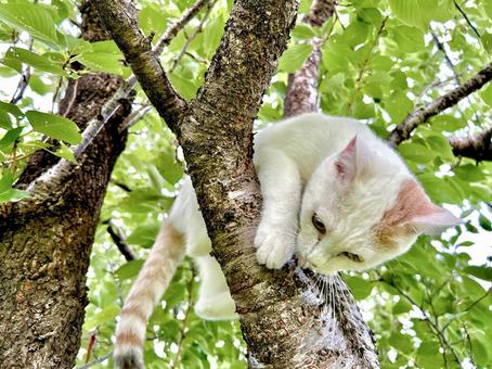 木の上で遊ぶ白猫のアップ 木の上で遊ぶ白猫のアップ 猫,白猫,木登りの写真素材