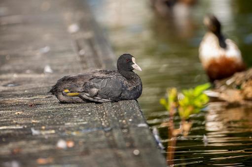 水辺のオオバン 水辺のオオバンの写真