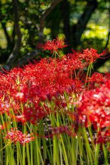 ヒガンバナ⑼ ヒガンバナ⑼の写真