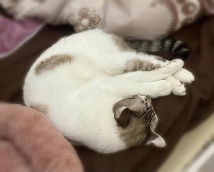 お眠りになられるシャム系猫様 猫,シャムトラ,微睡むの写真素材