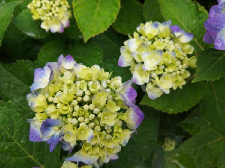 紫陽花の花　うすむらさき 紫陽花,あじさい,アジサイの写真素材