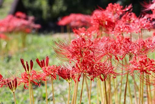 赤い彼岸花 赤い彼岸花 彼岸花,ひがんばな,曼殊沙華の写真素材