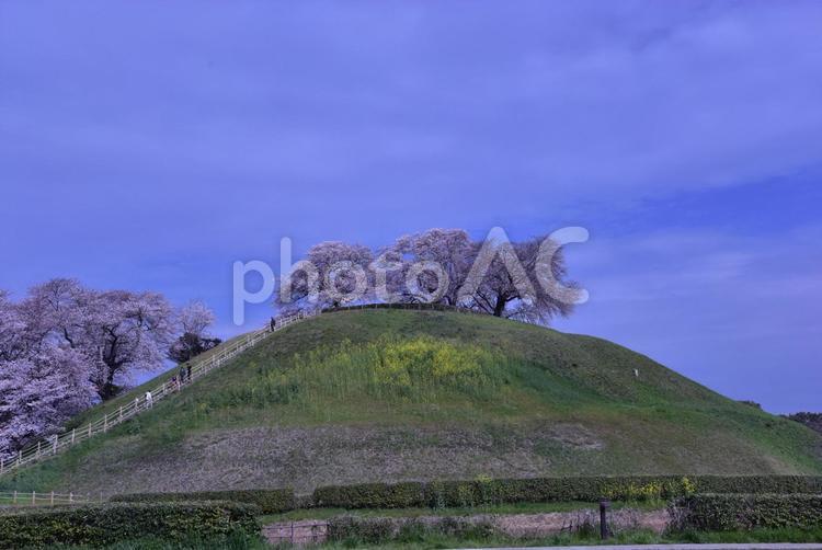 埼玉さきたま古墳と桜 古墳,桜,春の写真素材