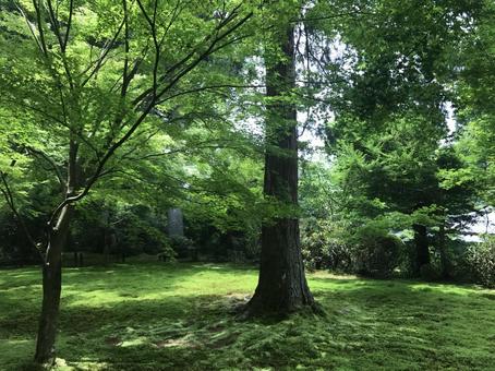 緑 緑の写真