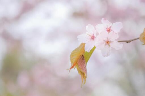 桜 桜の写真