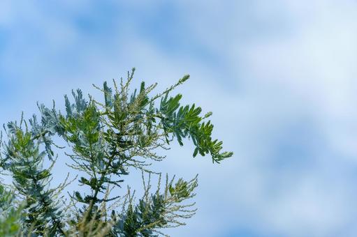Mimosa leaves stretching into the blue sky, JPG Mimosa leaves stretching into the blue sky, JPG